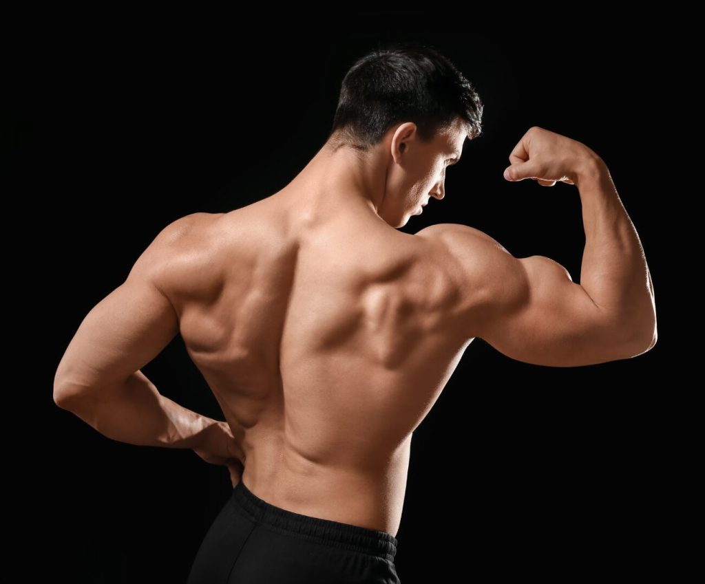 Muscle Gains